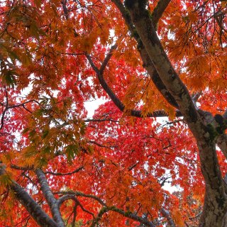 又到了一年一度看彩色树叶🍂的时候...