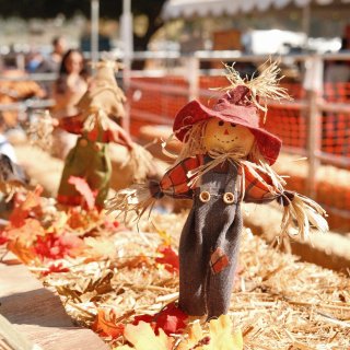 🎃十月的南瓜农场，是秋日的快乐源泉🍁...
