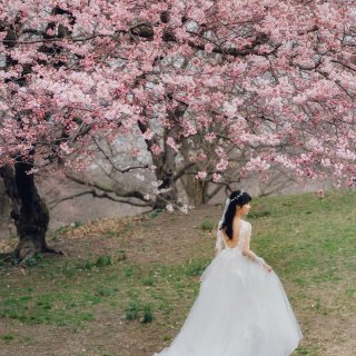 🌸樱花树下的婚纱照...