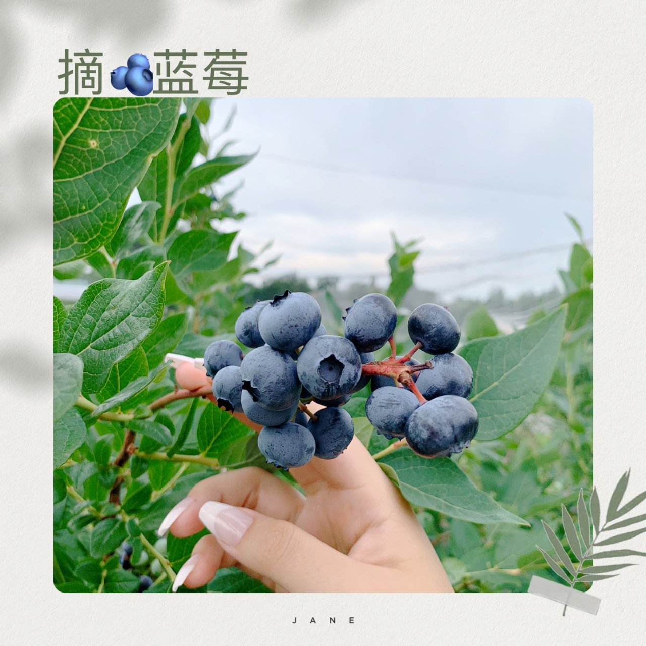 【去哪儿-1】七月摘蓝莓🫐...