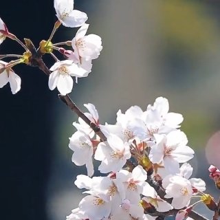 春天最美樱花🌸开...