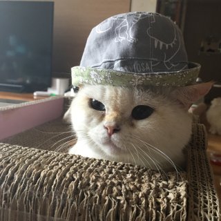 猫咪渔夫帽