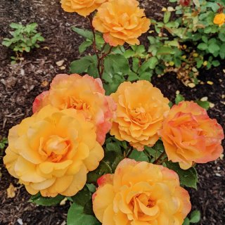六月奇遇之玫瑰花园...