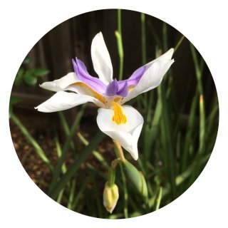 large wild iris