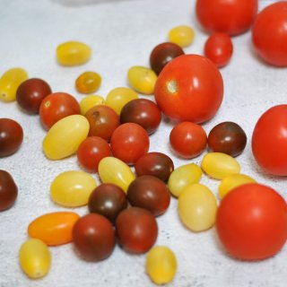 Wild tomatoes西红柿里的盲盒...