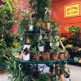 这就是纽约最酷的植物店不接受反驳！...