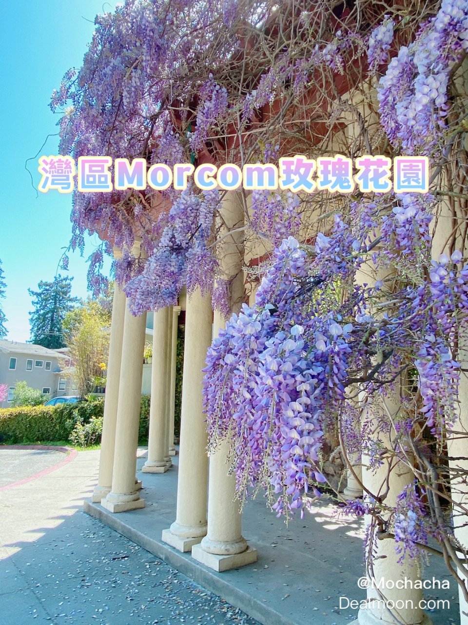 🌹加州灣區／Morcom玫瑰花園🌹...