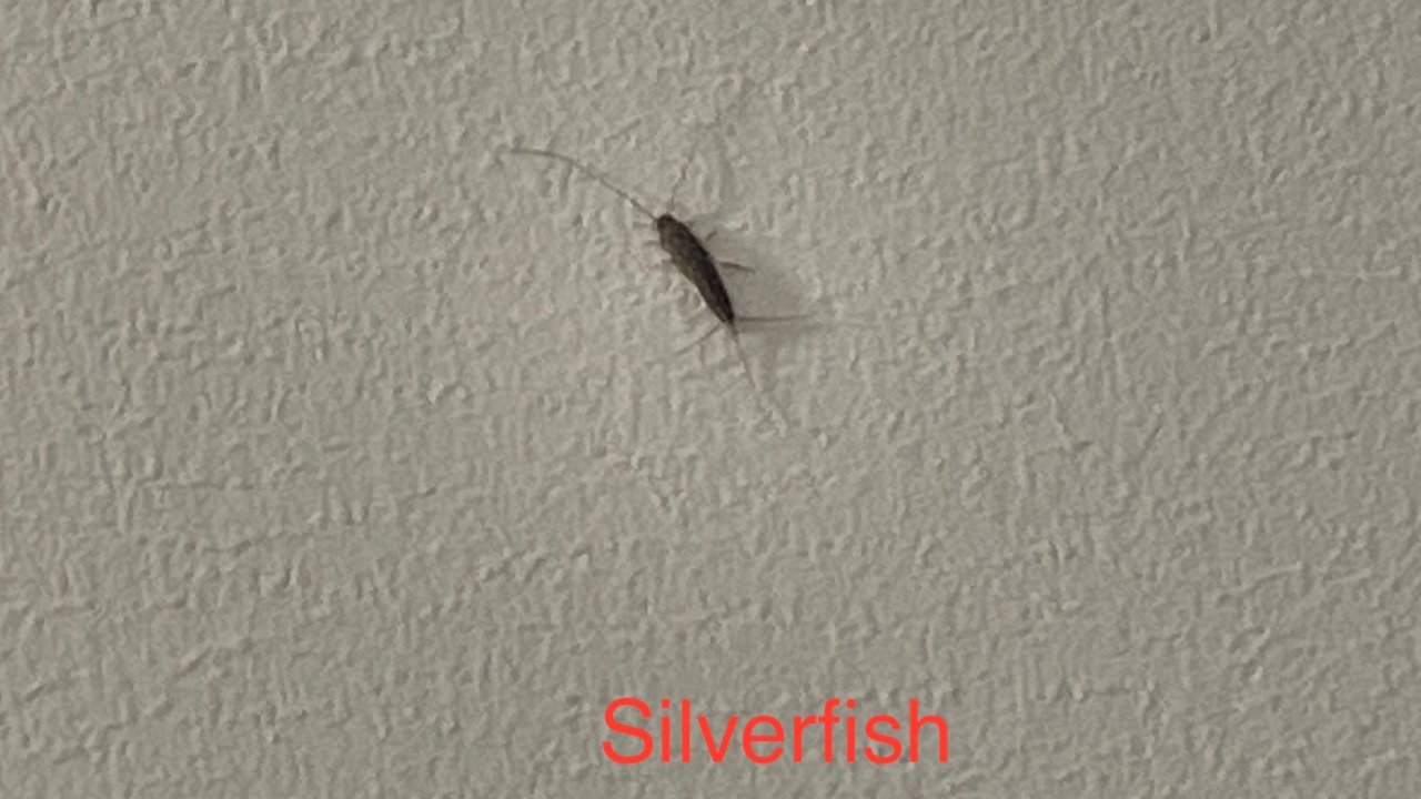 什么是silverfish? 怎么灭除以及预防？