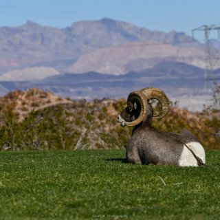 全美唯一近距离欣赏野生沙漠大角养羊的公园...