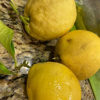 柠檬🍋带枝条摘下来好像保存的时间长一些...