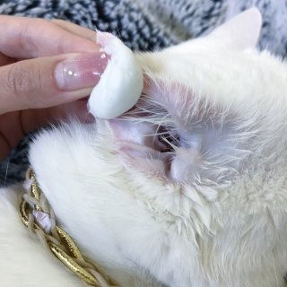 Epiotic猫洗耳液