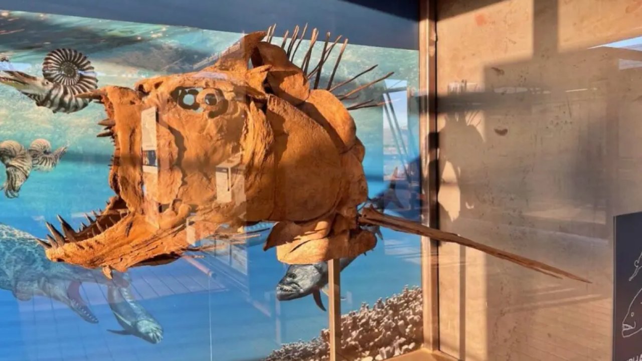 大湾公园之恐龙化石馆Fossil discovery exhibit
