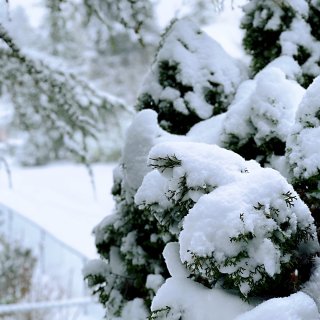 美国大雪｜分享一组雪景照片⛄️❄️...