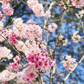 樱花,樱花季,美美哒,加州,少女心粉粉哒