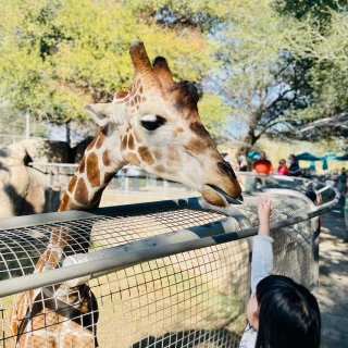 行棕榈之行4⃣️ 能喂超萌长颈鹿的动物园...