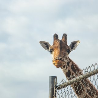 六旗safari动物园🥳看长颈鹿舔车车🚗...