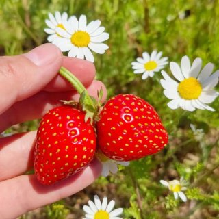 夏日限定/草莓季...