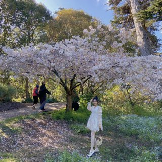 赏花攻略｜这个季节的金门公园太美了吧！...