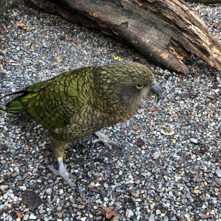 分享一些新西兰的native birds...