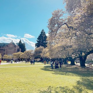 西雅图春假之旅～华大校园樱花节🌸🌸🌸...