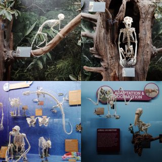 世界上最大的骨骼博物馆 Skeleton...