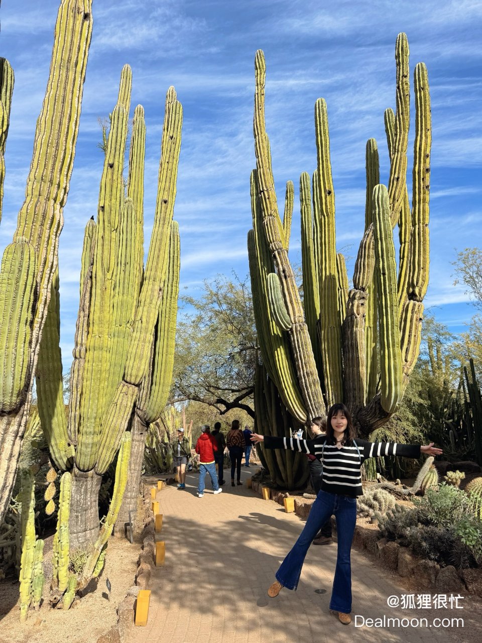 巨型仙人掌🌵乐园Phoenix沙漠植物园| 社区旅行精选