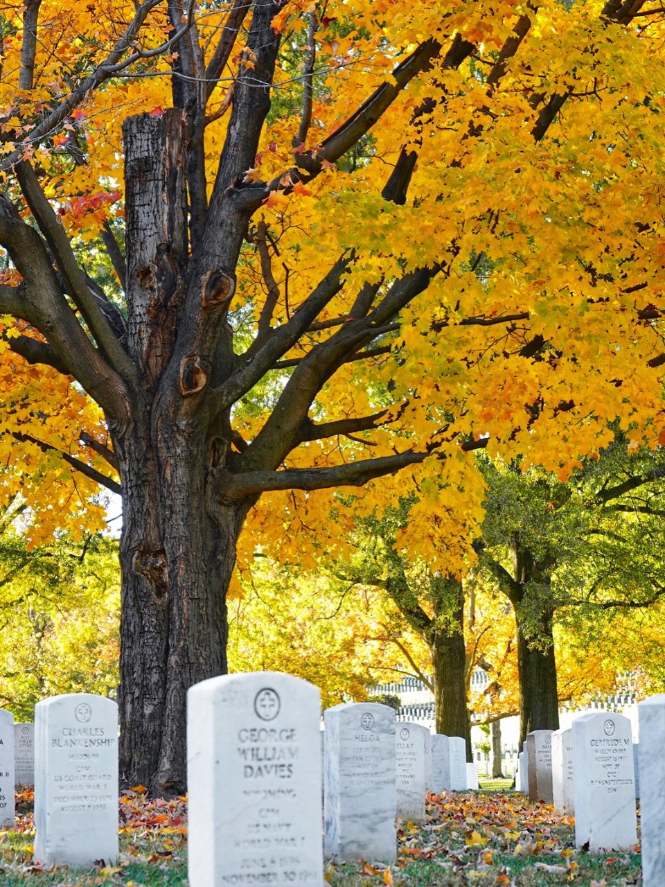 万万没想到，阿灵顿公墓也有好秋色！...