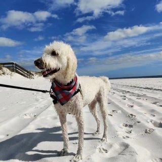  Pensacola游记｜狗狗在海边玩嗨...