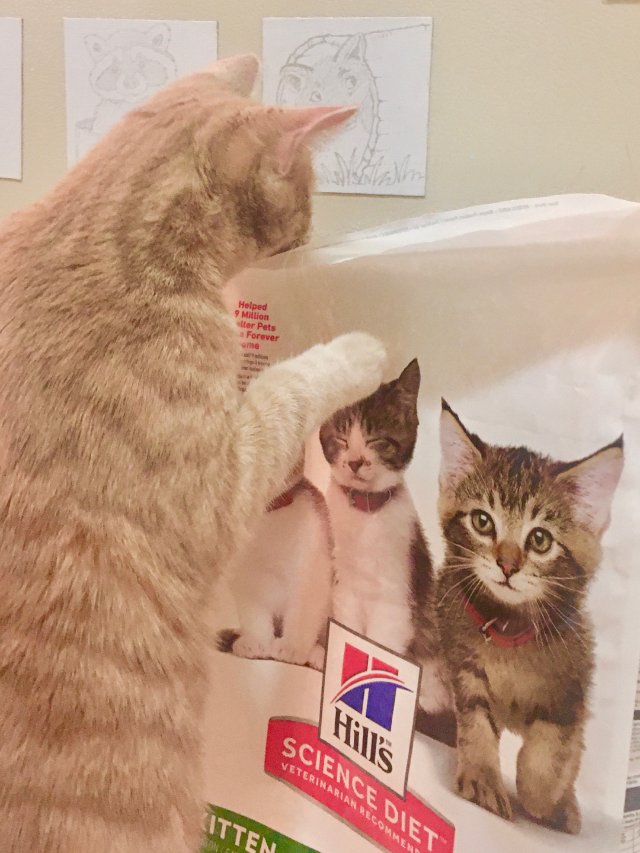 空瓶11 空袋？猫粮