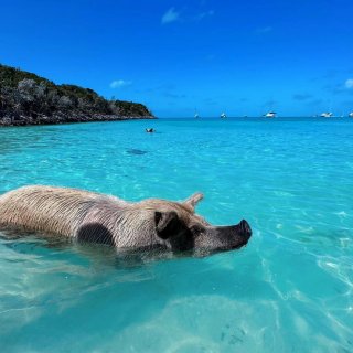 加勒比海｜世界上最幸福的猪猪...