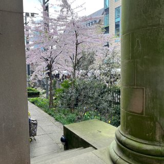咖啡和曼城最好看的樱花树最配啦🌸...