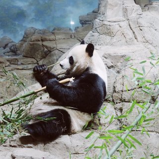 DC玩乐｜过年来动物园给熊猫问声好...