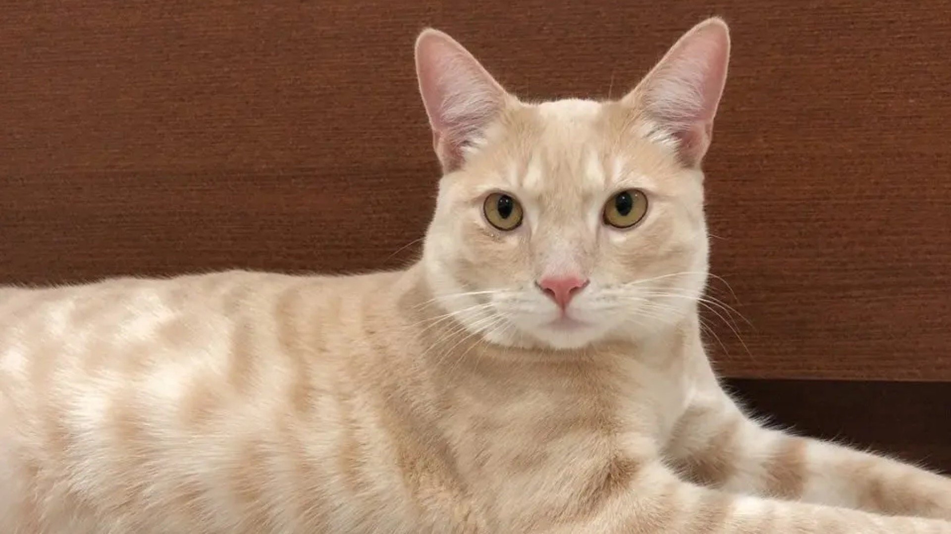 说说我是怎么领养流浪猫的