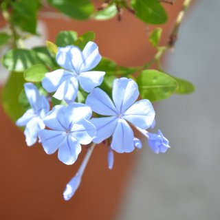 我家的花之14 蓝雪花 Blue Plu...