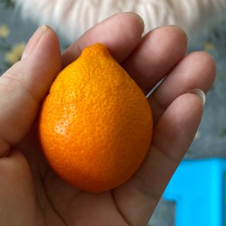 宅家季3⃣️2⃣️-院子里的橘子🍊树成熟...