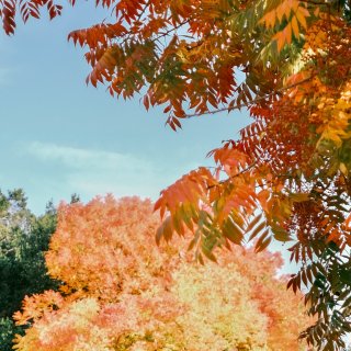 斯坦福的斑斓秋色🎨...