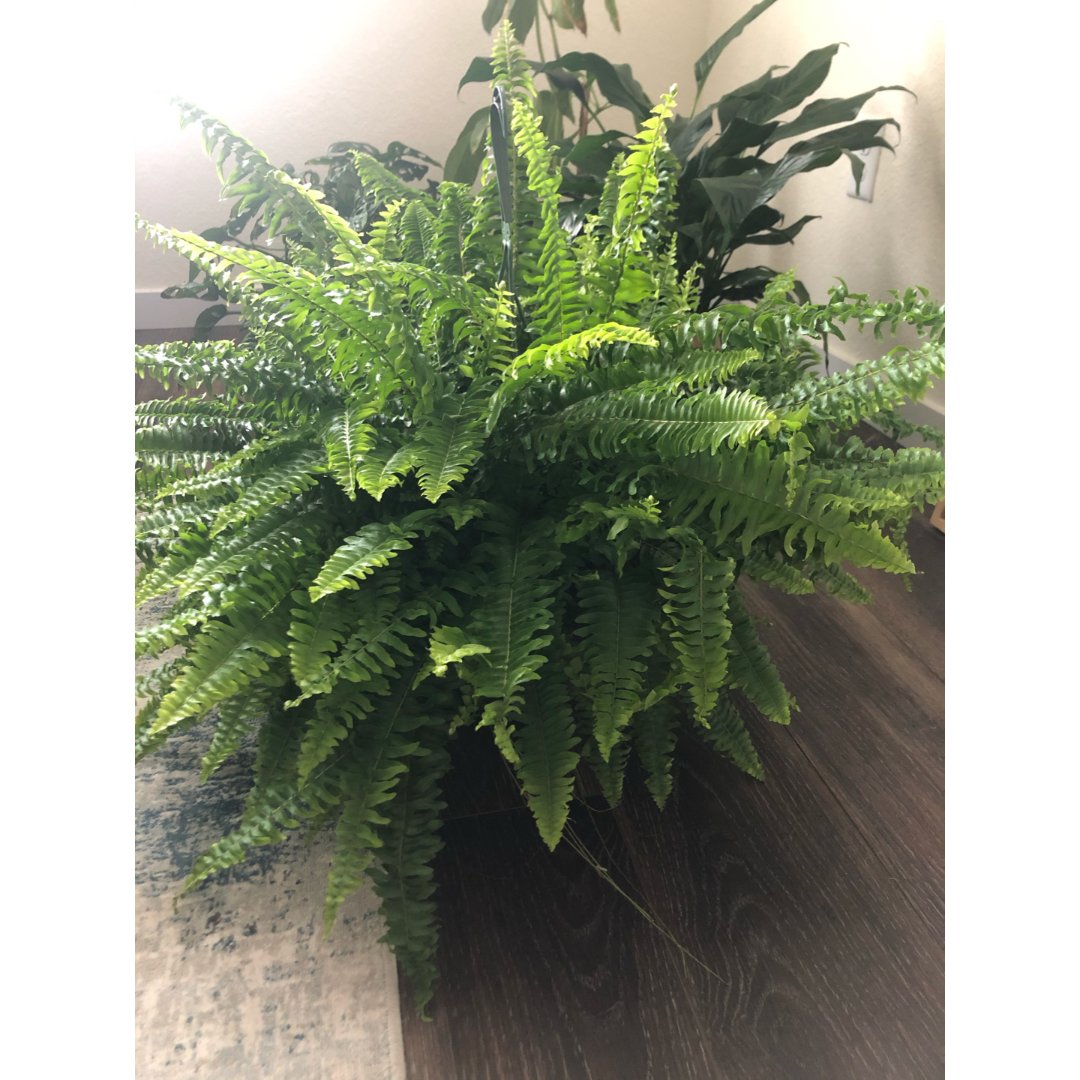 波斯顿蕨的养殖方法