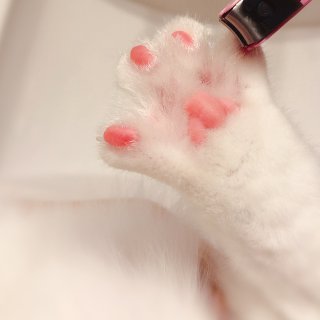 猫咪🐱洗澡🛁要做的一千零一件事情之完结篇...