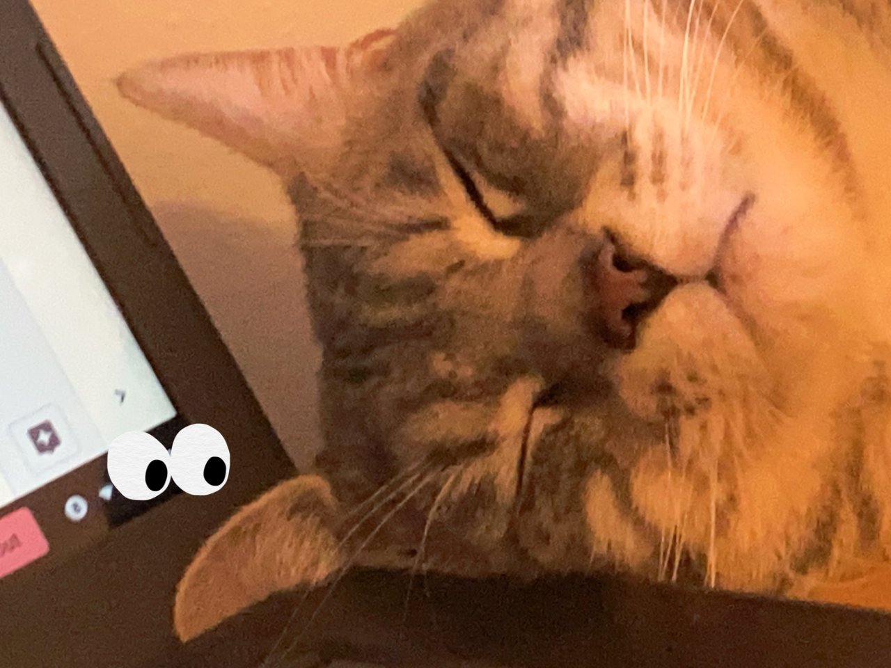 分享一只耳朵卡电脑缝里的猫🌟...