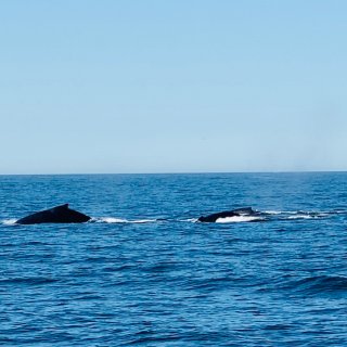 Sea Goddess Whale Watch - 旧金山湾区 - Moss Landing