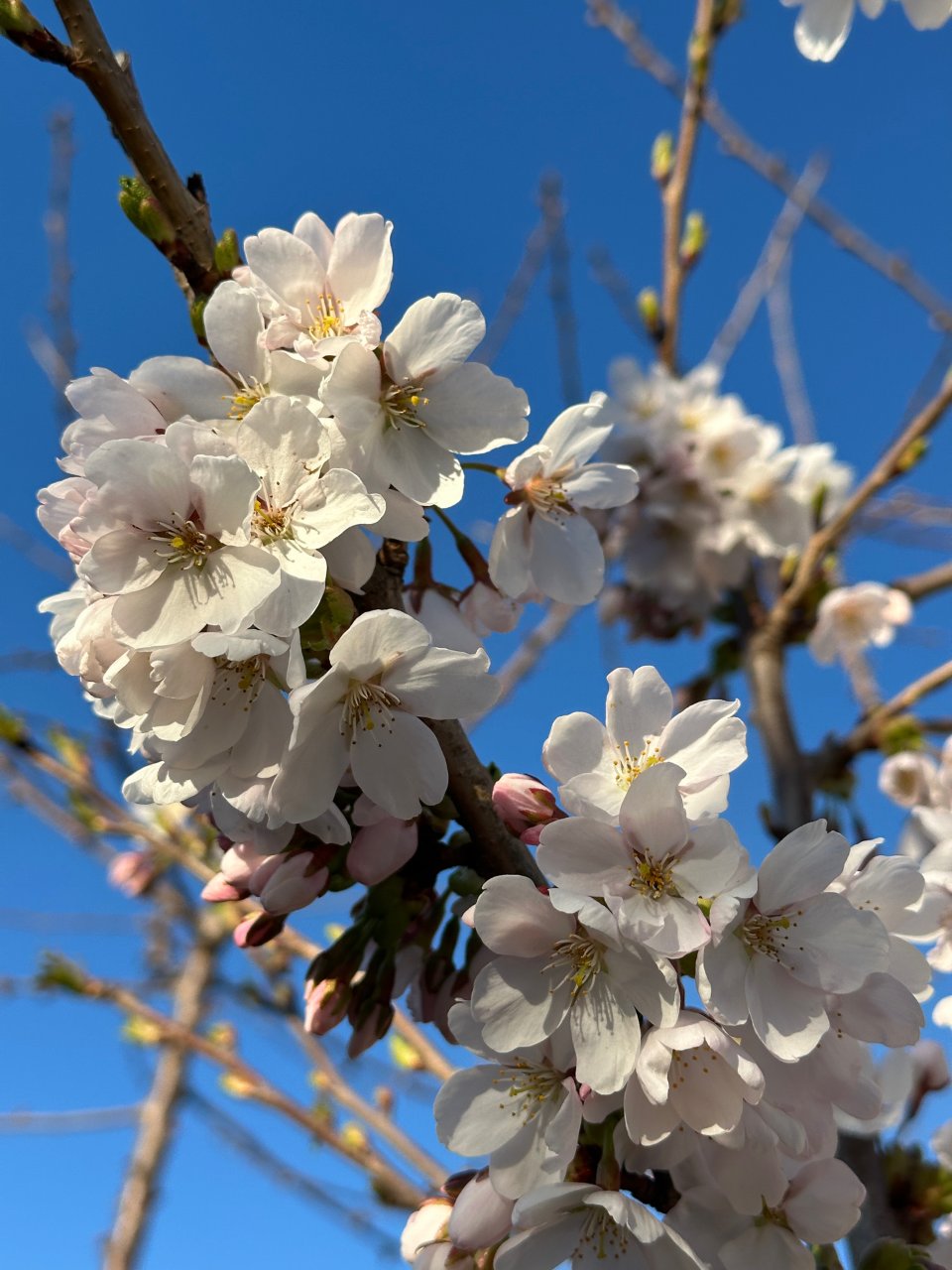 春天种下一颗樱花树🌸...