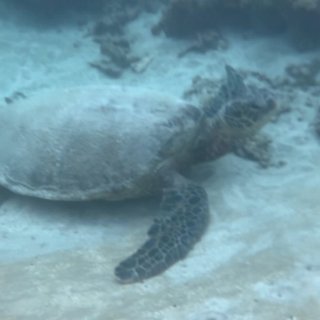 去夏威夷潜水体验｜与海龟偶遇，与鳐鱼共舞...