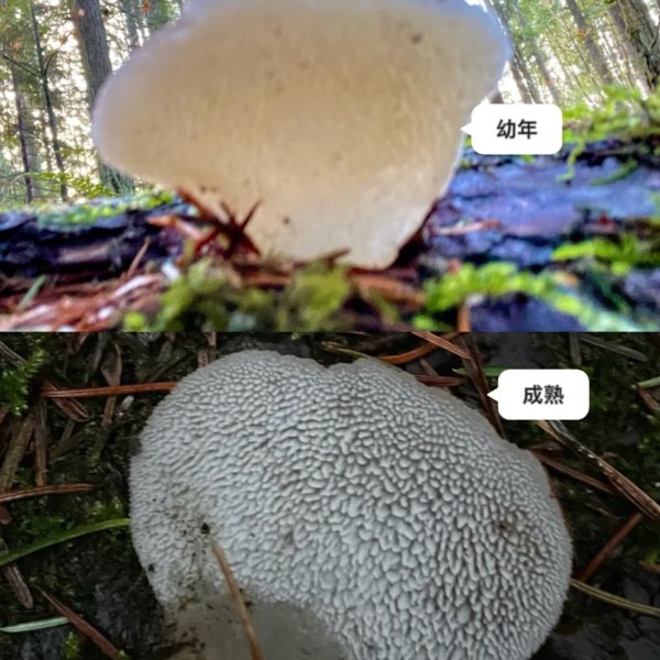 晒货图片
