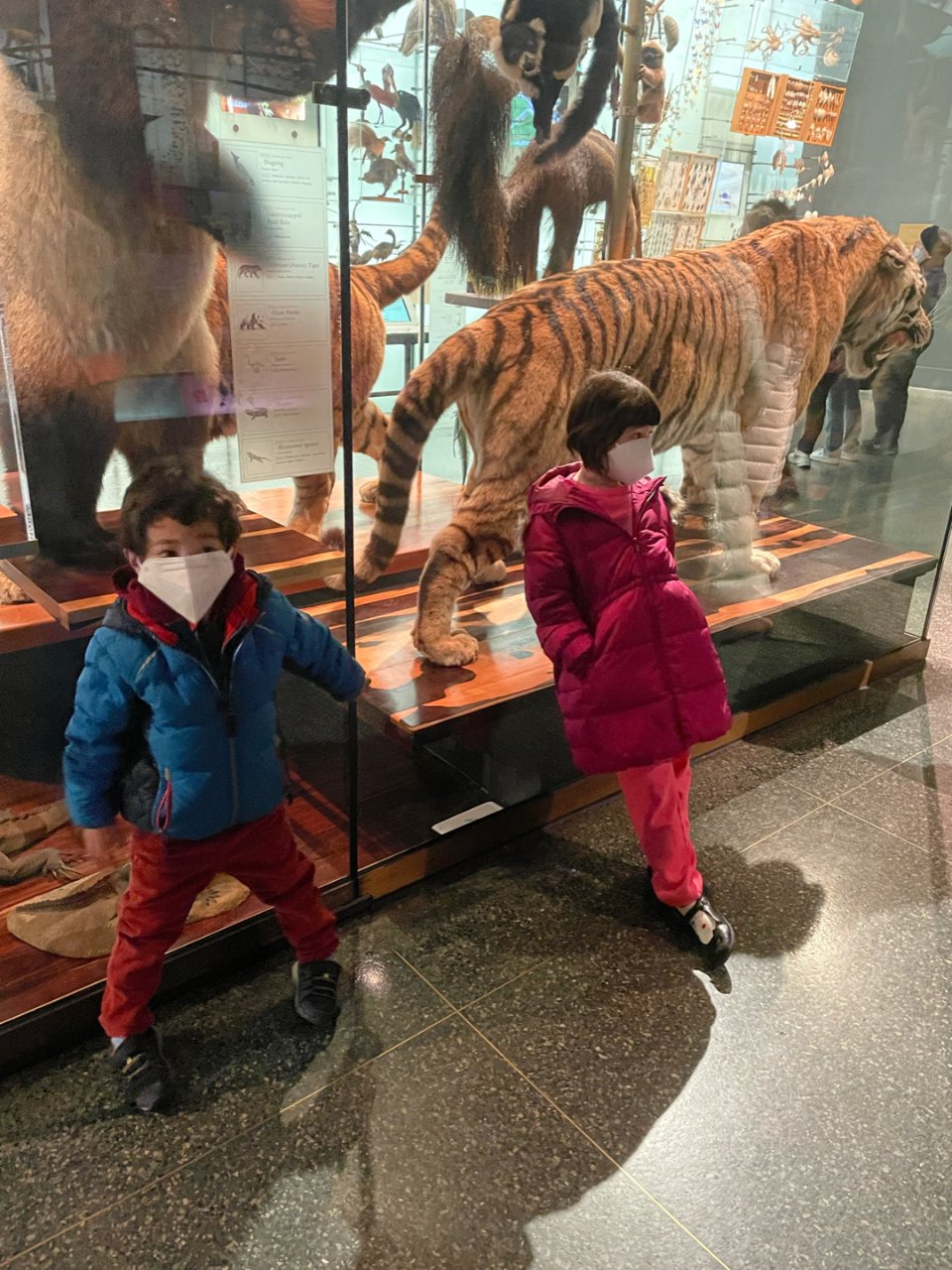 Membership: Support the Museum | AMNH