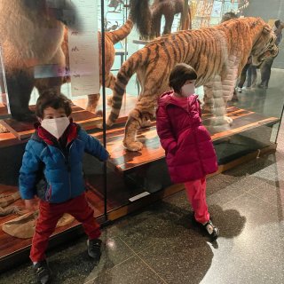 Membership: Support the Museum | AMNH