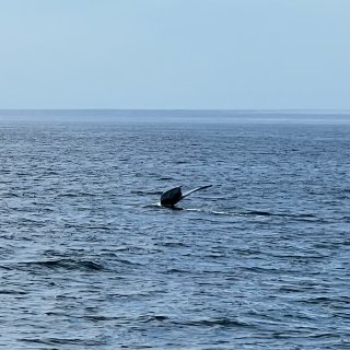 波士顿观鲸团