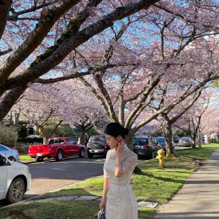 西雅图樱花季——除了UW哪里还可以看樱花...