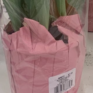 Target也开始卖盆栽花卉了‼️$7就...