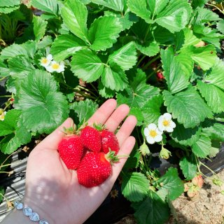北卡农场摘草莓摘花花｜甜美的采摘季又要到...