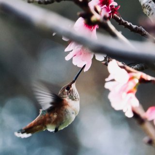 樱花与小鸟